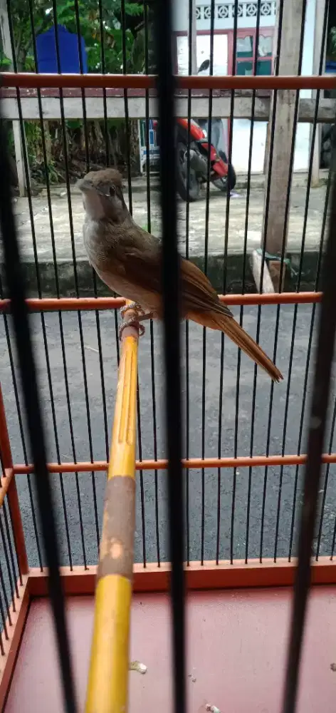 Burung katem rajin
