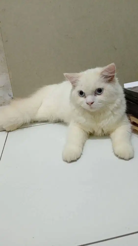 kucing persia bigbone