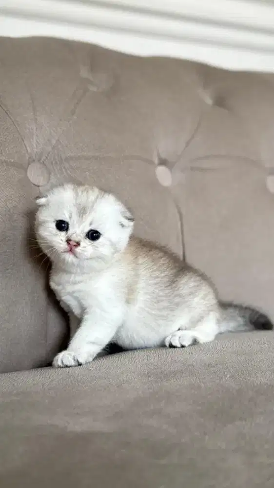 scottish fold silver kitten jantan anak import