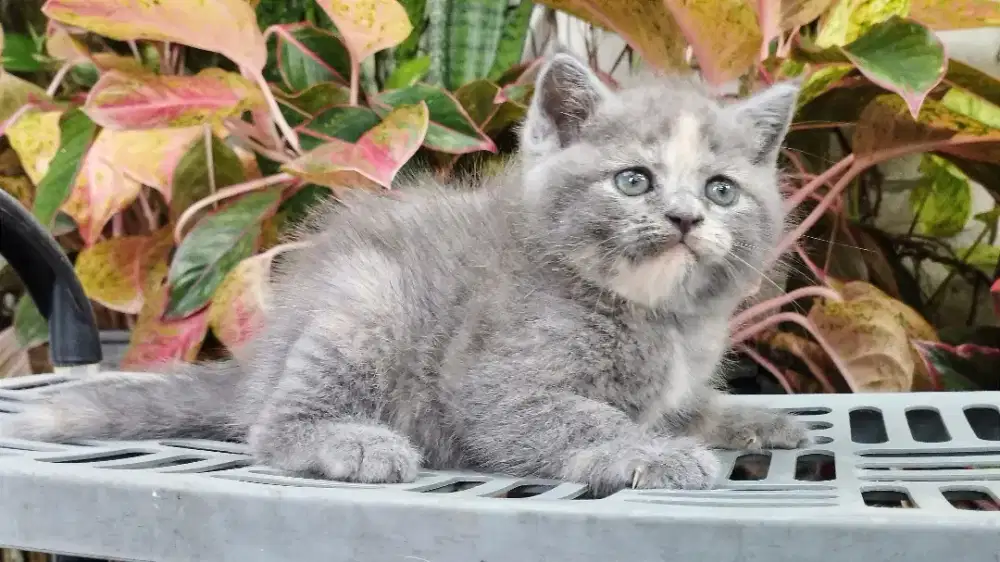 Kucing persia kitten