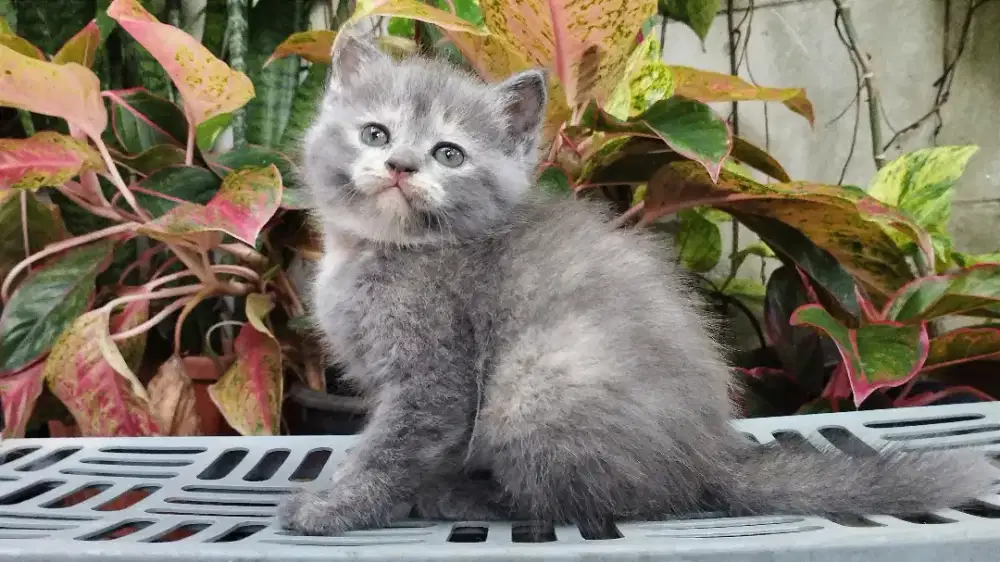 Kucing persia kitten