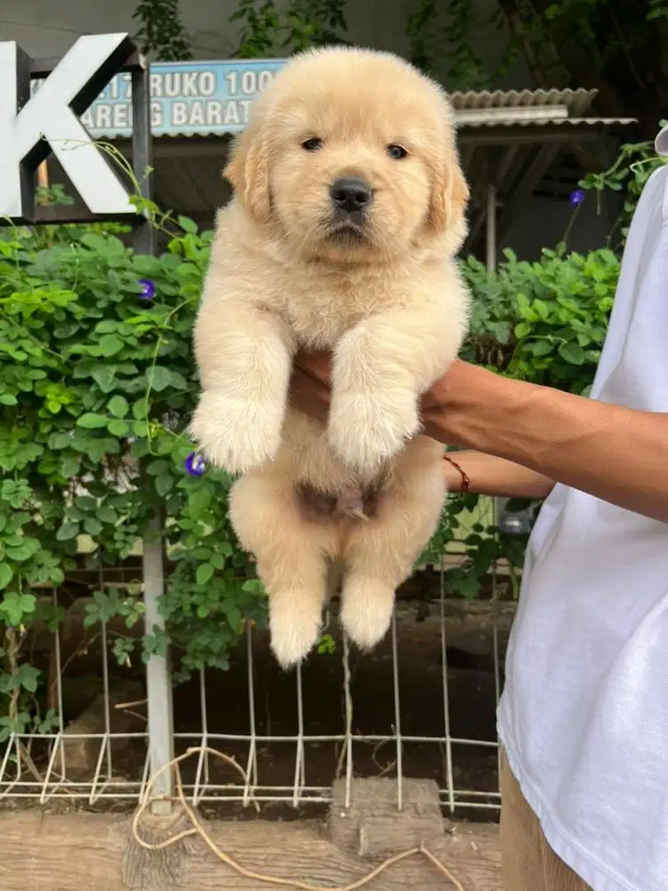 Sale golden retriever bigbone n murmer