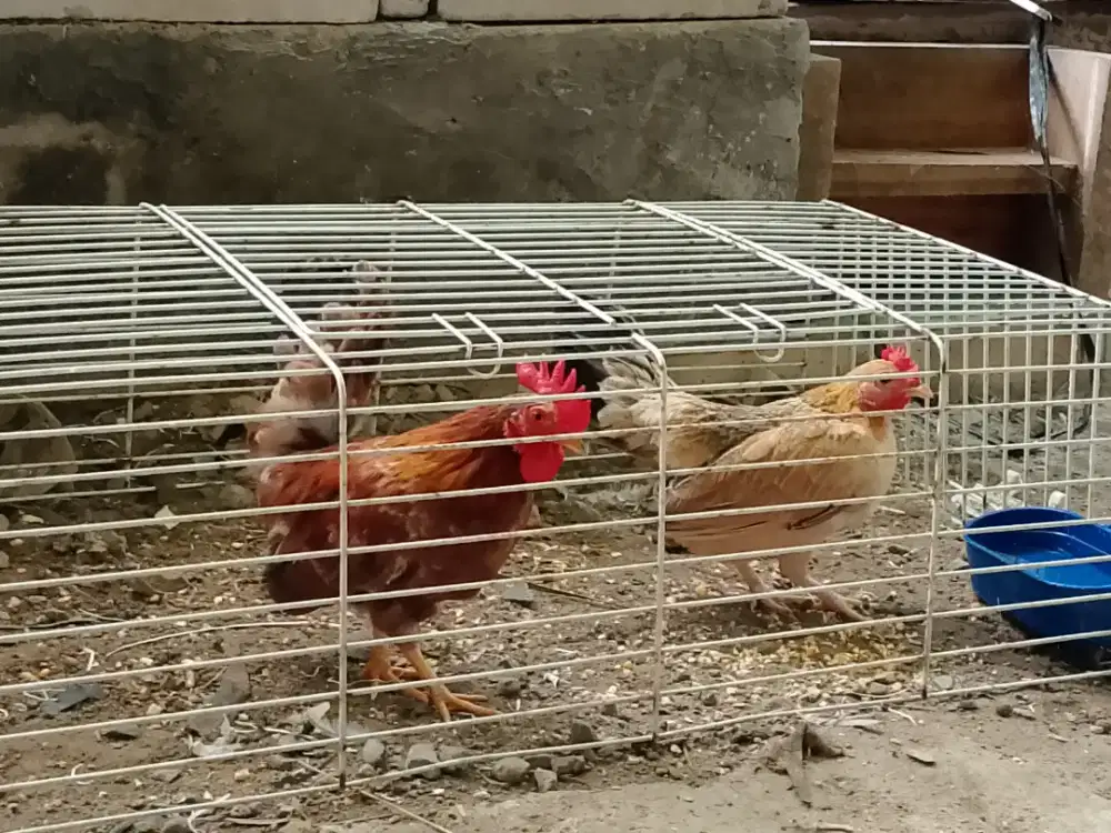 3 ayam produksi borongan