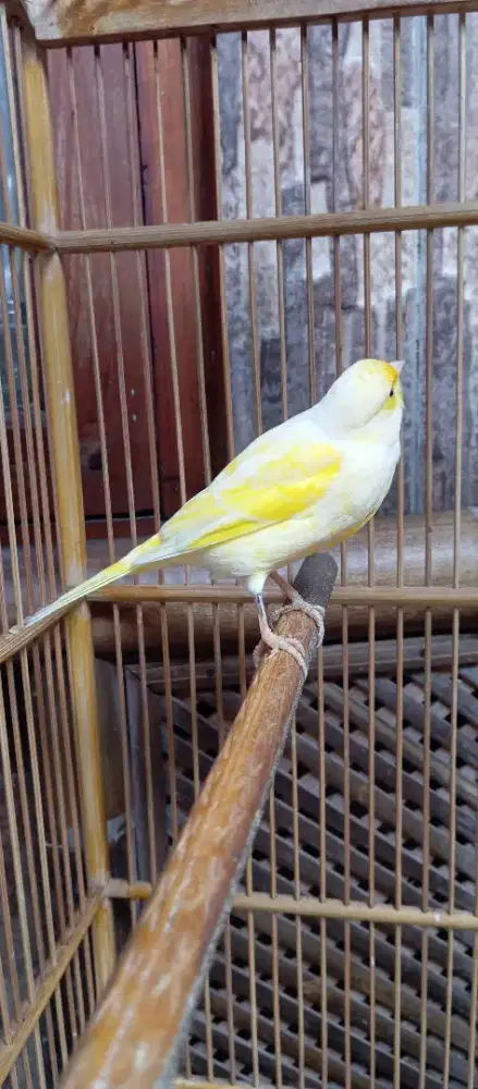 Burung kenari postur aga gede minus ngalemak