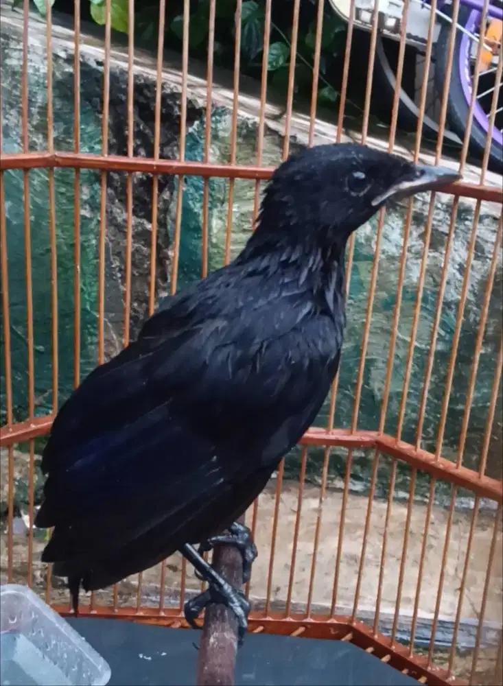 Burung Ciung Batu