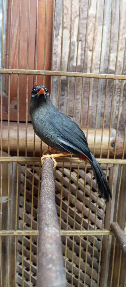 Burung poksay mandarin rajin bunyi