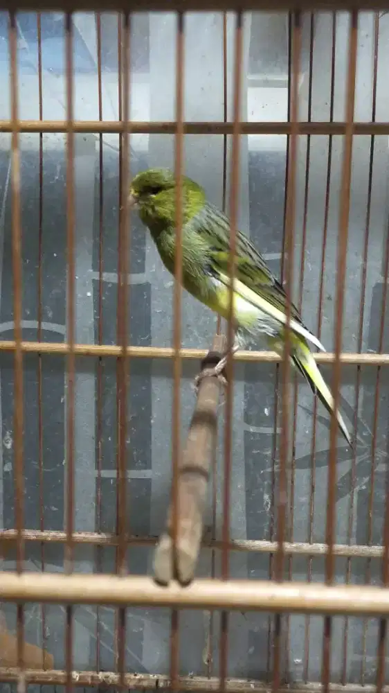 Burung kenari AF jantan gacor