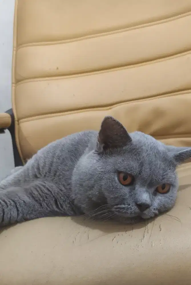 British shorthair jantan ped wcf