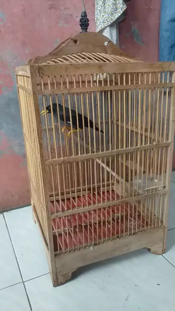 Jalak kebo fulset/ burja