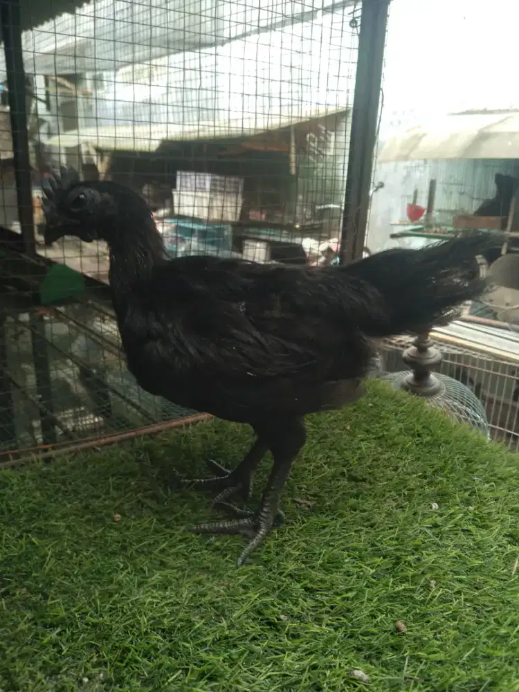 Ayam cemani lidah hitam