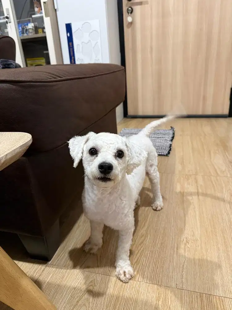 Bichon Frise 14 mo Male