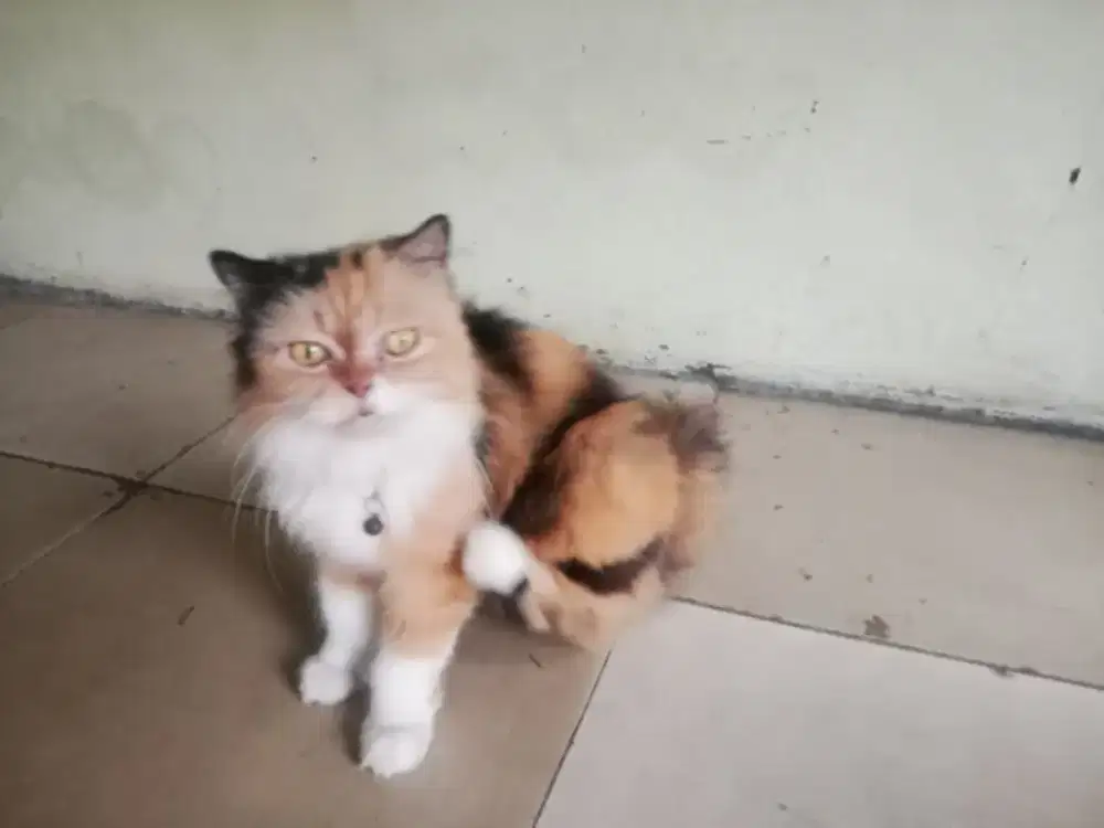 Kucing jenis flatnose