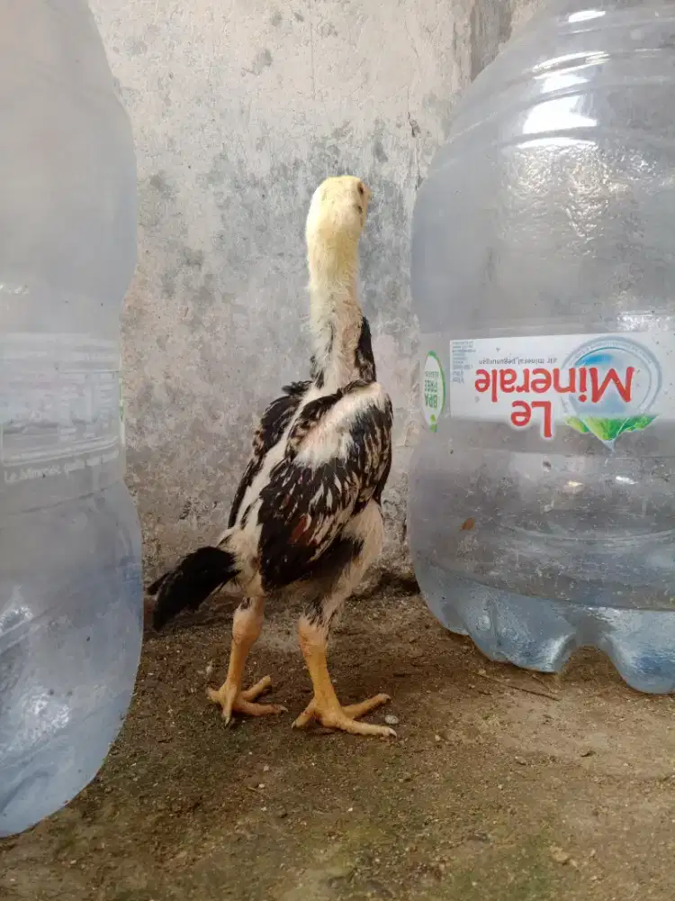 Shamo eropa line zuther x frank