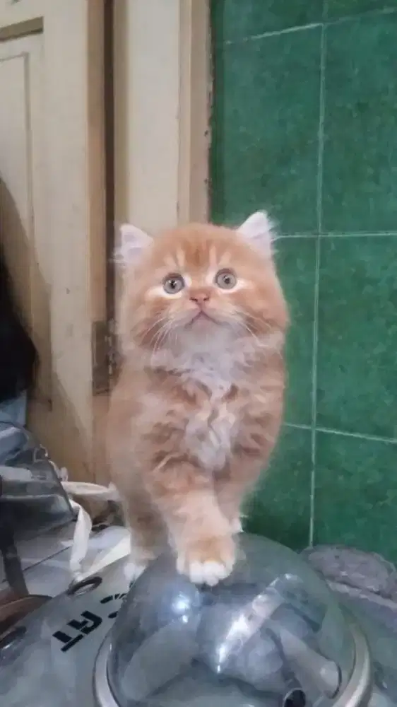 kitten persia jantan 2bl