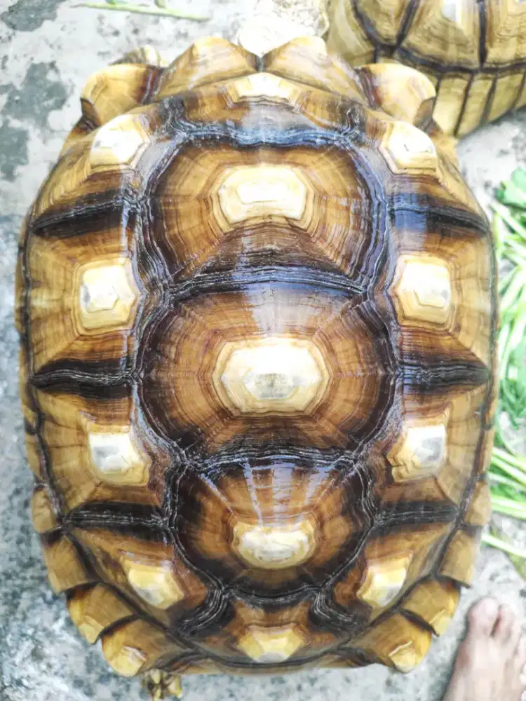 Sulcata 47cm betina