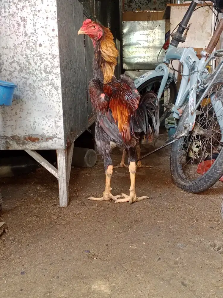 Shamo eropa nuber x zuther