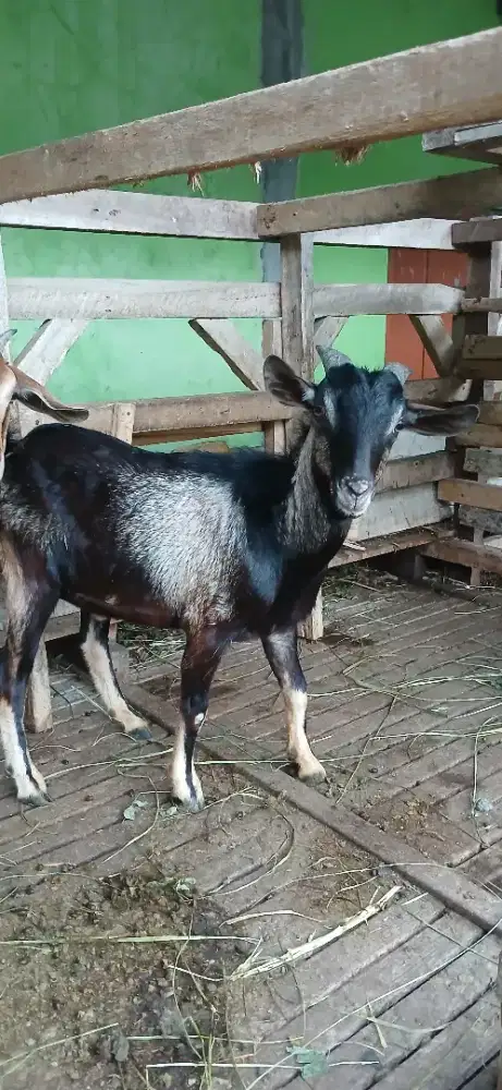 Kambing kacang ori jantan