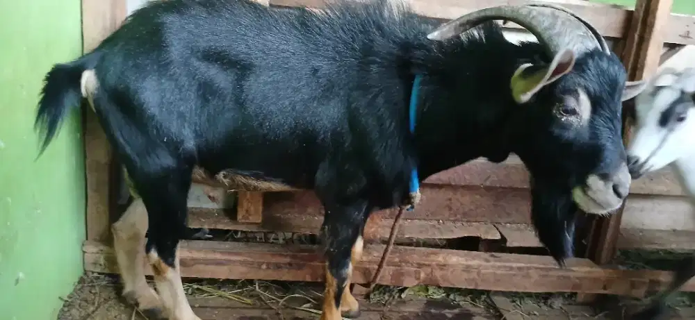 Kambing jantan nigerian dwarf fullblood