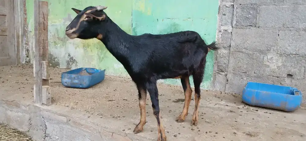 Kambing kacang ori betina