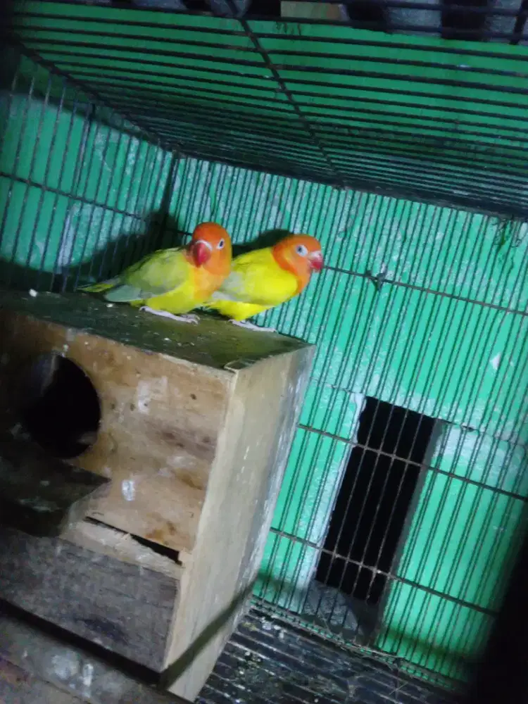 Lovebird pencetak biola aqua yf pallid