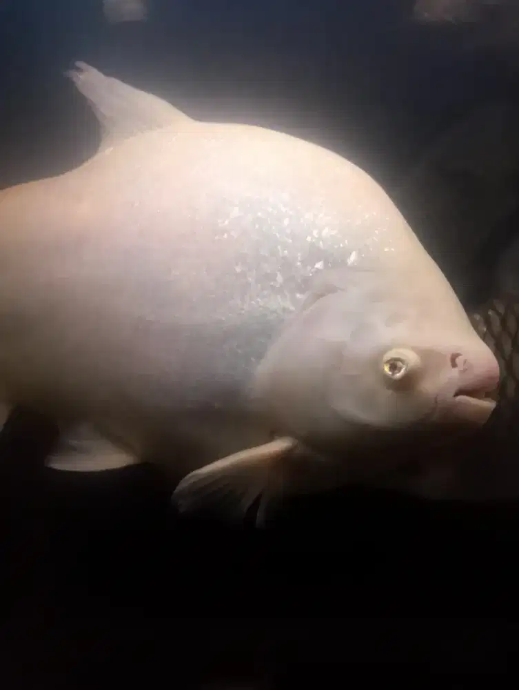 Ikan pacu Albino big size jumbo