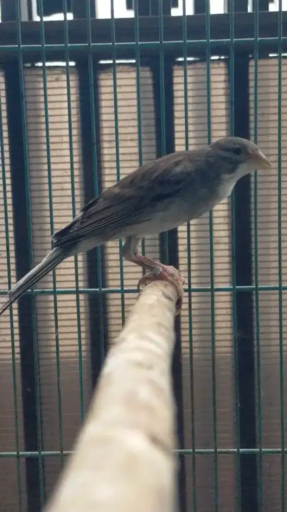 Burung kenari afgb betina siapan