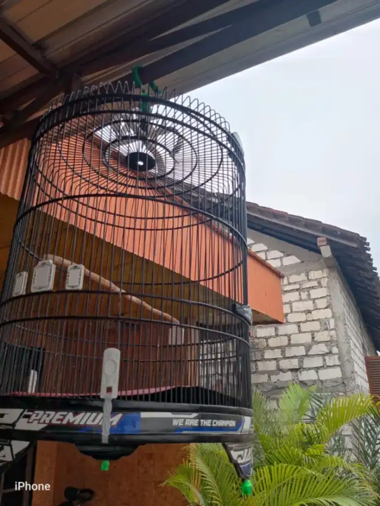 sangkar murai uk 58 cm