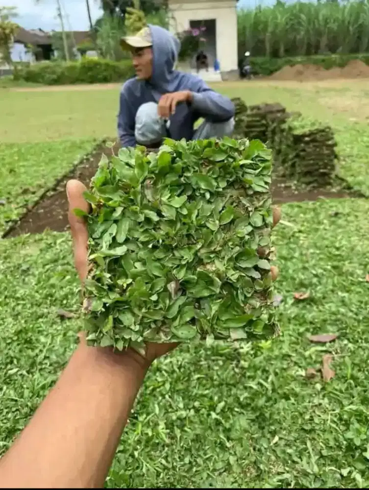 Menjual rumput gajah mini