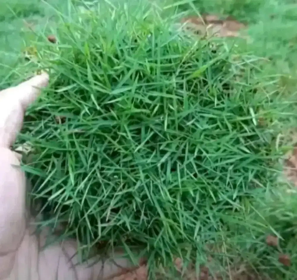 Menjual rumput jepang
