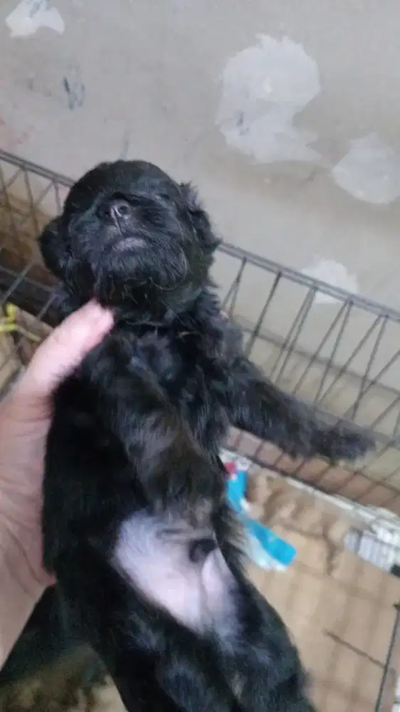 Jual anak anjing mix poodle