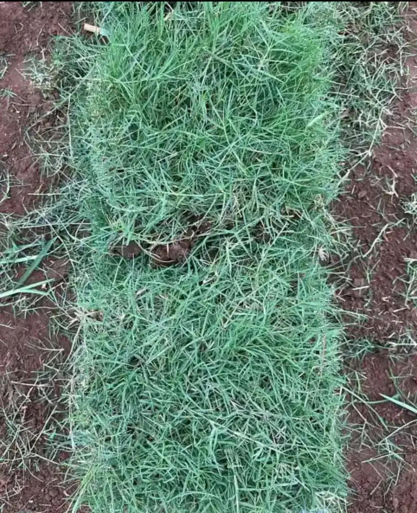 Menjual rumput swiis