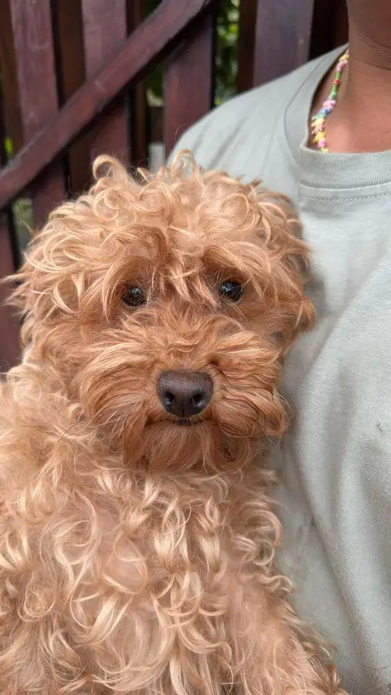 Jual anjing Poodle dan Maltipo Betina