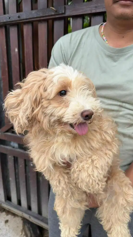 Anjing poodle Party Color