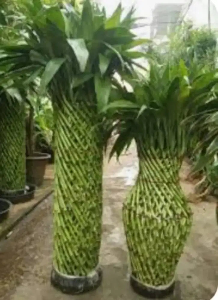 Menjual tanaman bambu hoky