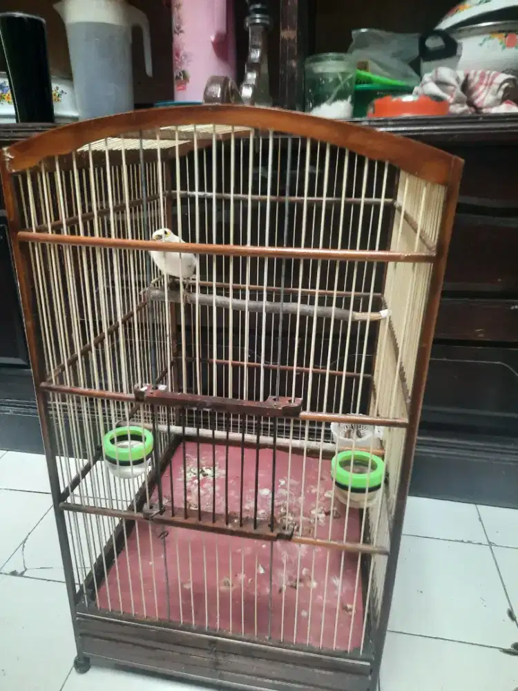 Murai besar gacor mapan..