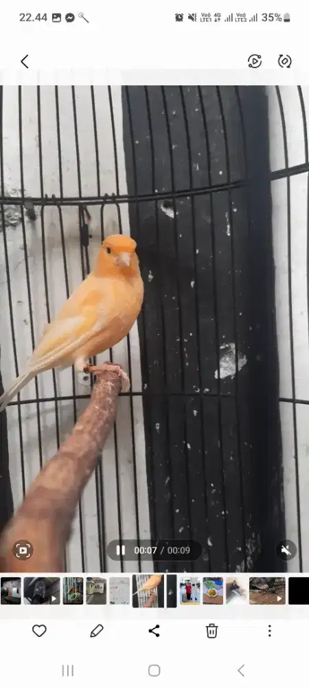 Kenari merlok ring gacor baru rapih mabung..