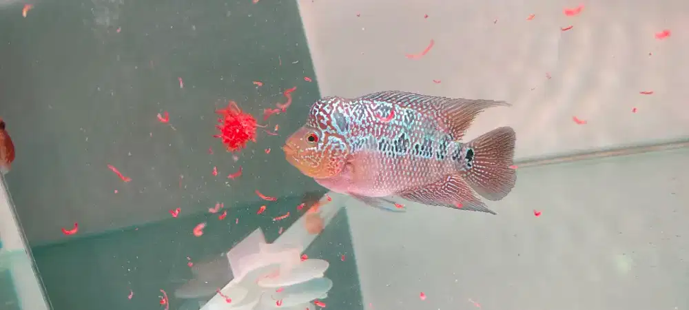 Jual ikan Louhan SRD