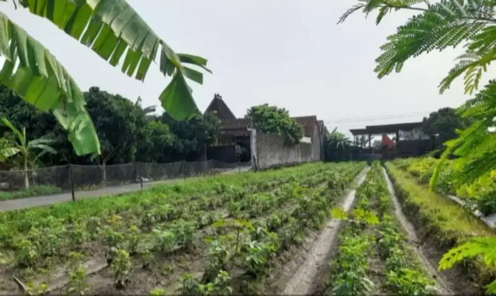 Jual Tanah di Kalasan Murah Butuh Duit Cepat