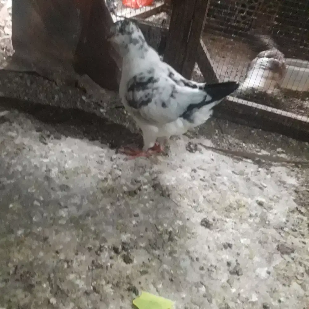 Merpati bantet sepasang