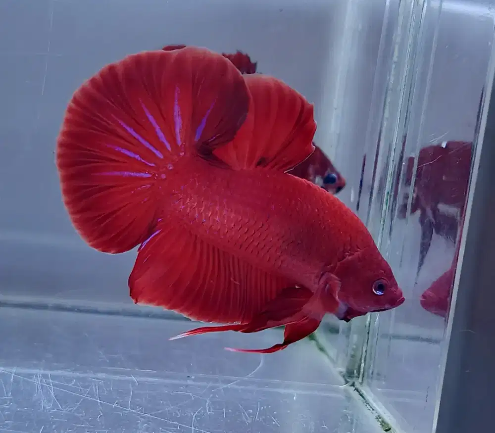 ikan cupang giant super red bo 5,2 Cm