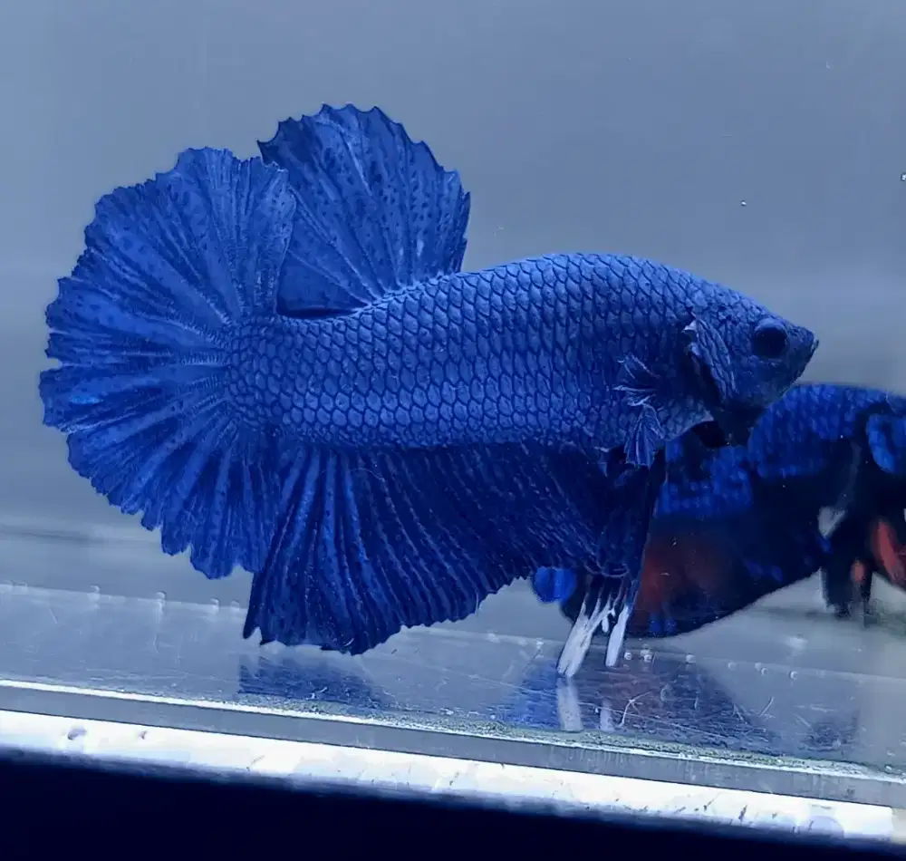 ikan cupang giant blue Bo 5,5 cm