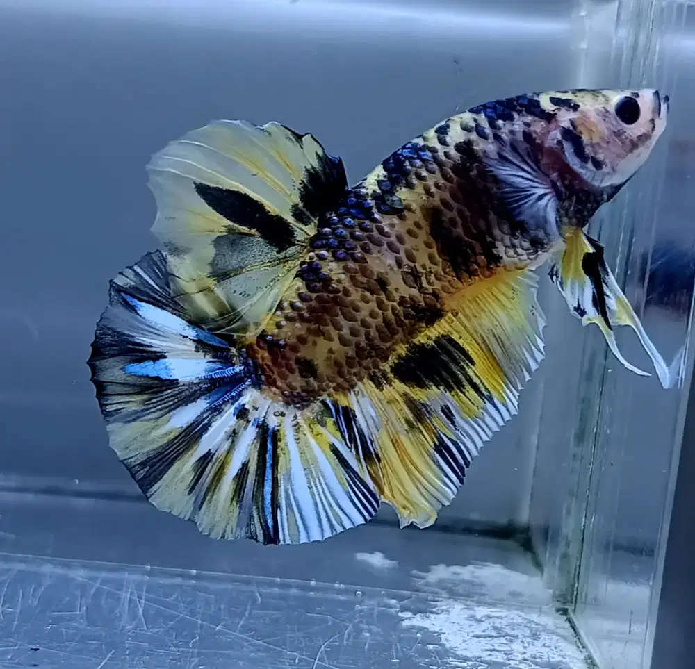 ikan cupang giant jumbo bo 6 cm