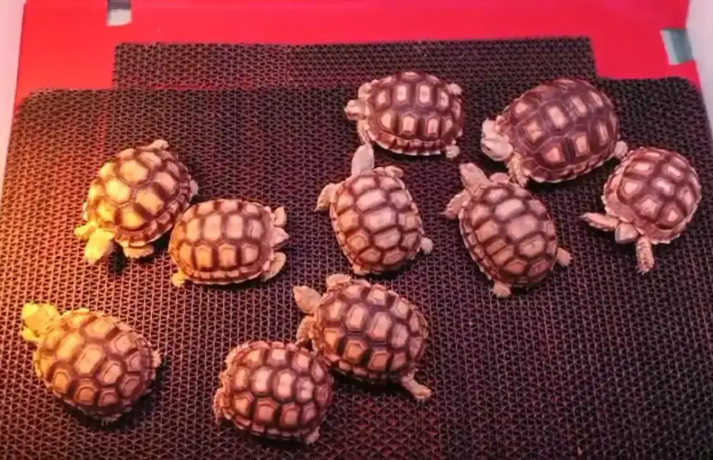 Kura kura darat 8-9cm