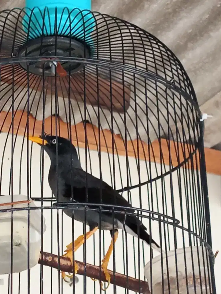 MONGGO YANG CARI BUAT RAME2 TERAS