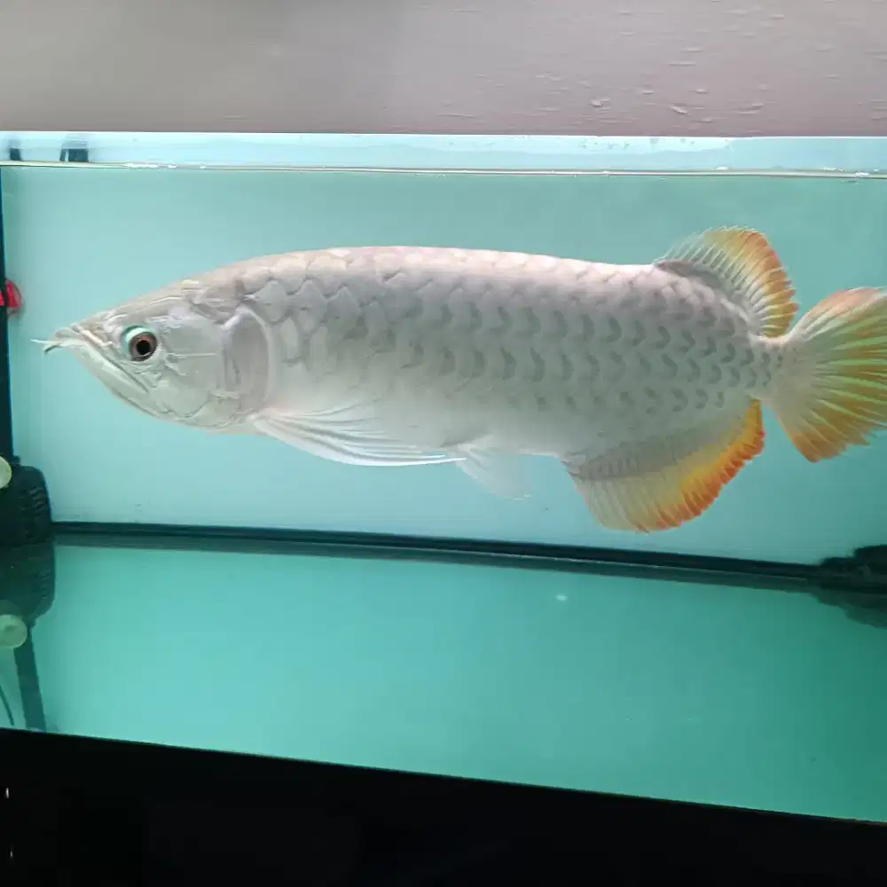 Ikan Arowana Red Banjar