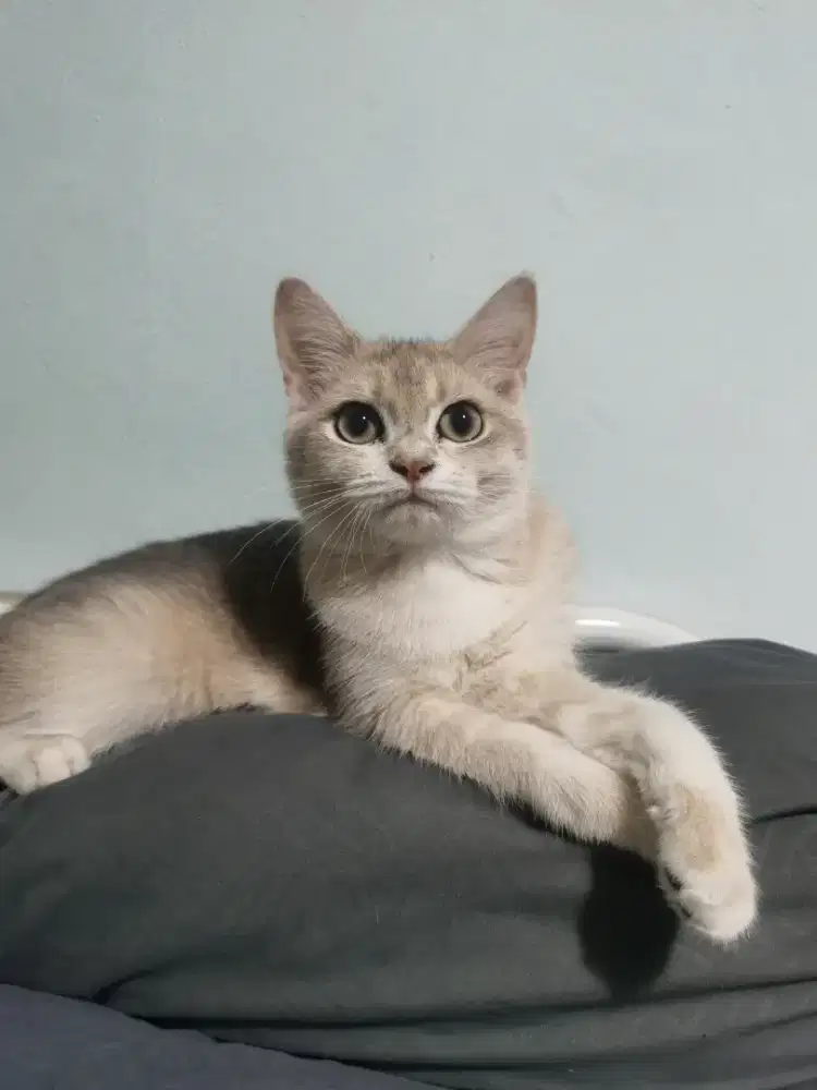 Scottish Straight Silver Point