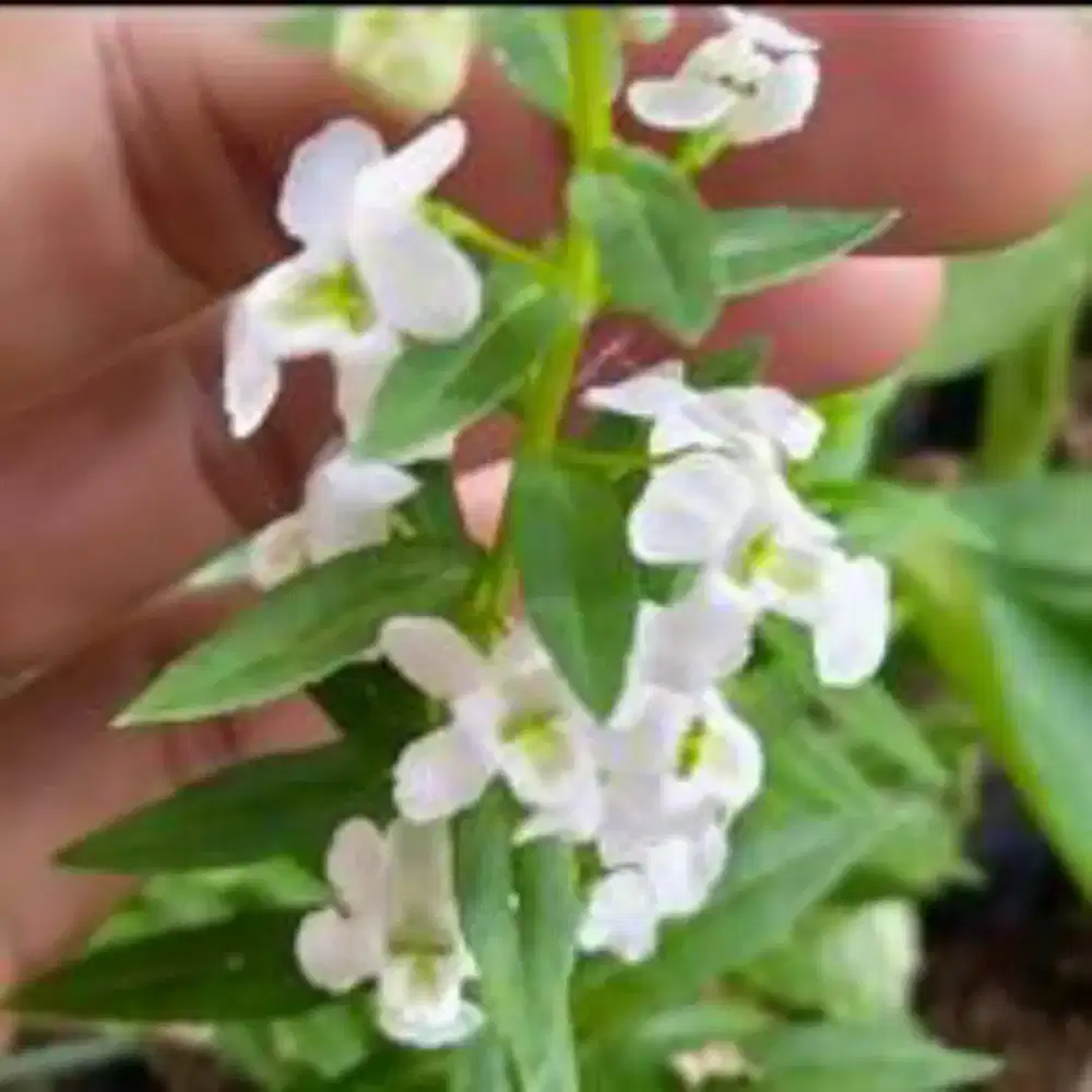 Menjual tanaman lavender import