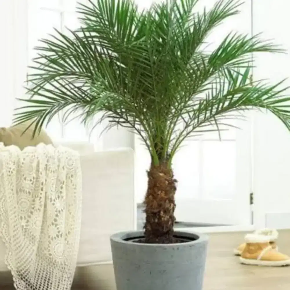 Menjual tanaman palem ponik