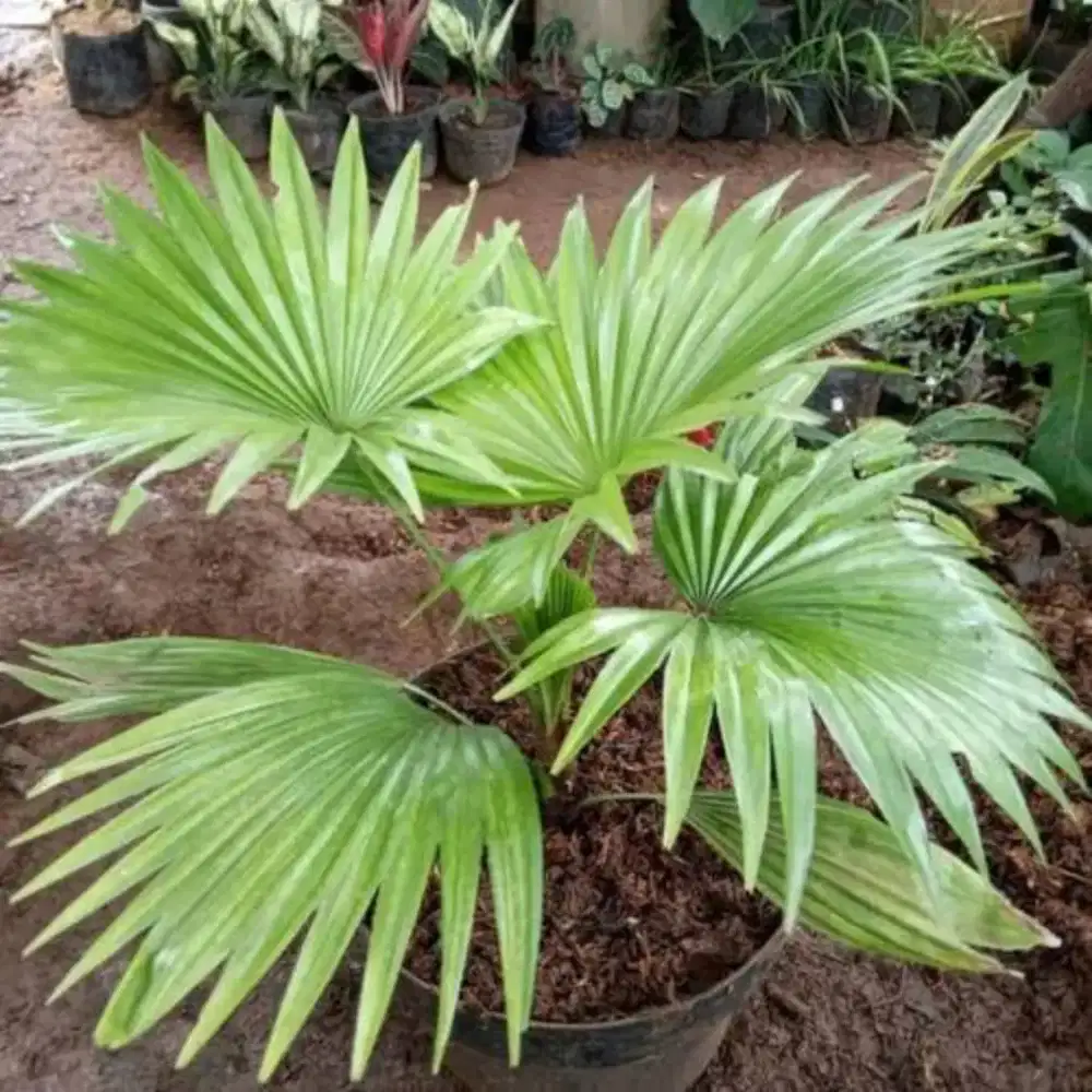 Menjual tanaman palem kipas