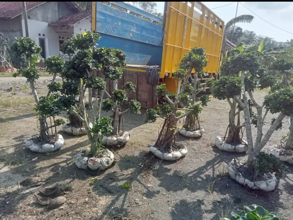 Menjual tanaman bonsai micro